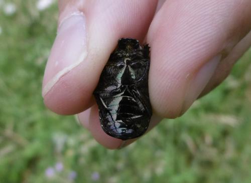 Réf. 360 084 : Potosia cuprea